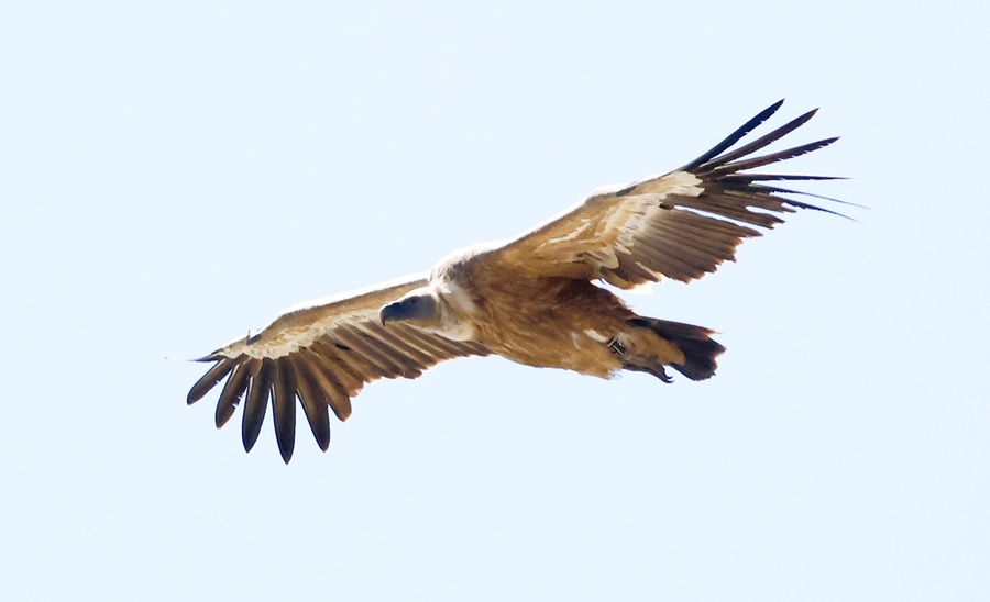 Eurasian Griffon Vulture &copy; Steve Bird 