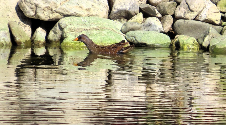Spotted Crake &copy; Gina Nichol