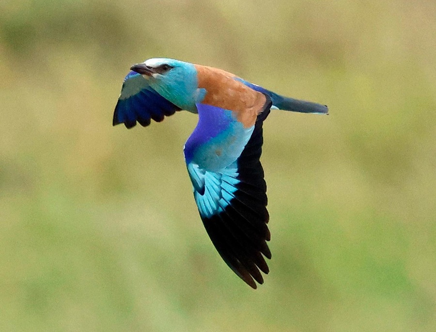 Roller. Photo &copy; Steve Bird 