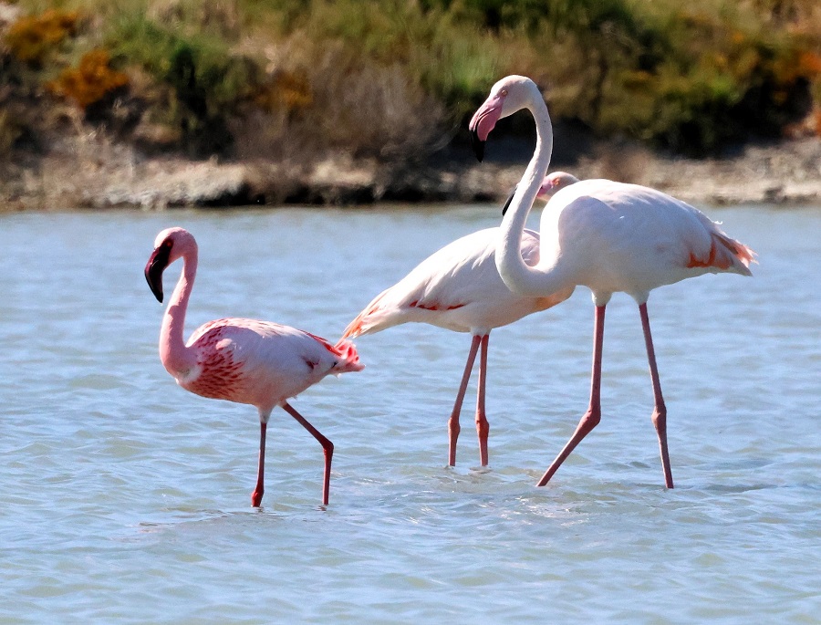 Rare Lesser Flamingo with Greater Flamingos at Polichnitos. Photo &copy; Steve Birdl 
