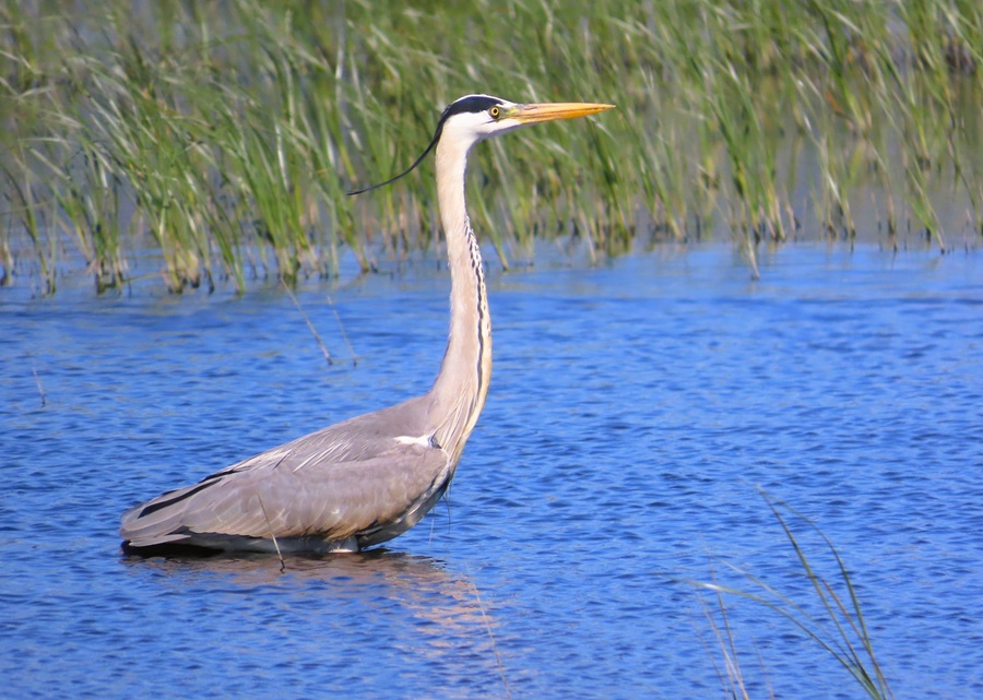 Grey Heron. Photo &copy; Gina Nichol 