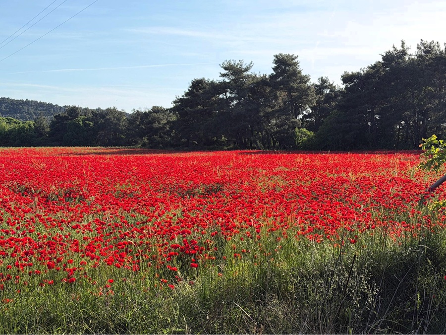 Poppy field. Photo &copy; Gina Nichol 