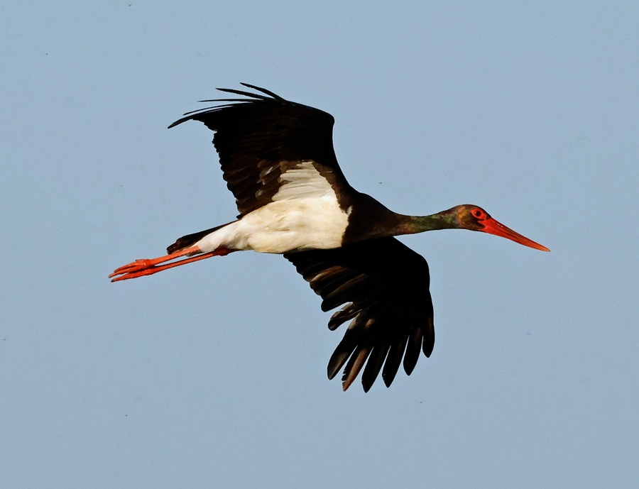 Black Stork. Photo &copy; Steve Bird 
