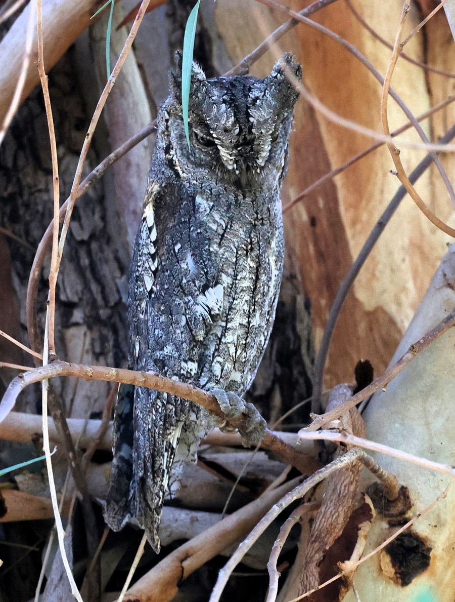 Eurasian Scops Owl. Photo &copy; Steve Bird 