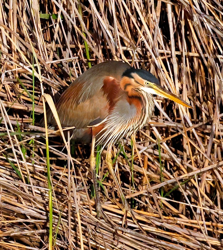 Purple Heron &copy; Gina Nichol 