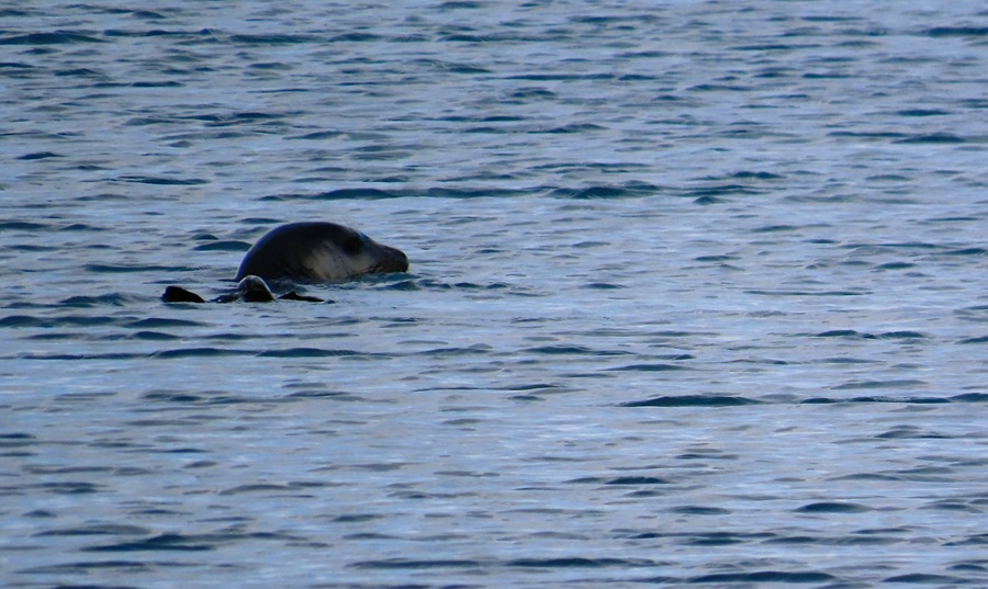 Rare Mediterranean Monk Seal just off the beach near our hotel. Photo &copy; Gina Nichol 