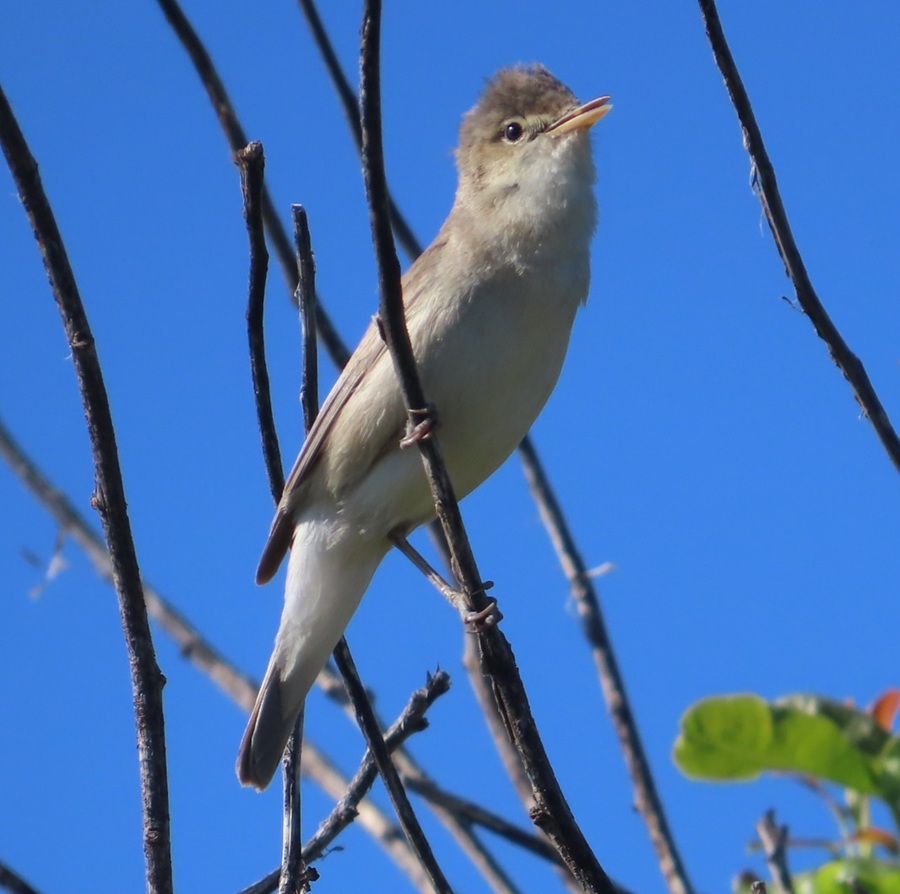 Eastern Olivaceous Warbler &copy; Gina Nichol 