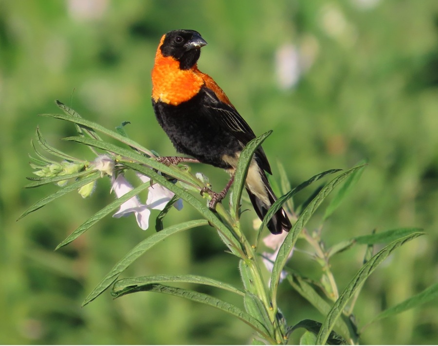 Black Bishop. Photo &copy; Gina Nichol 