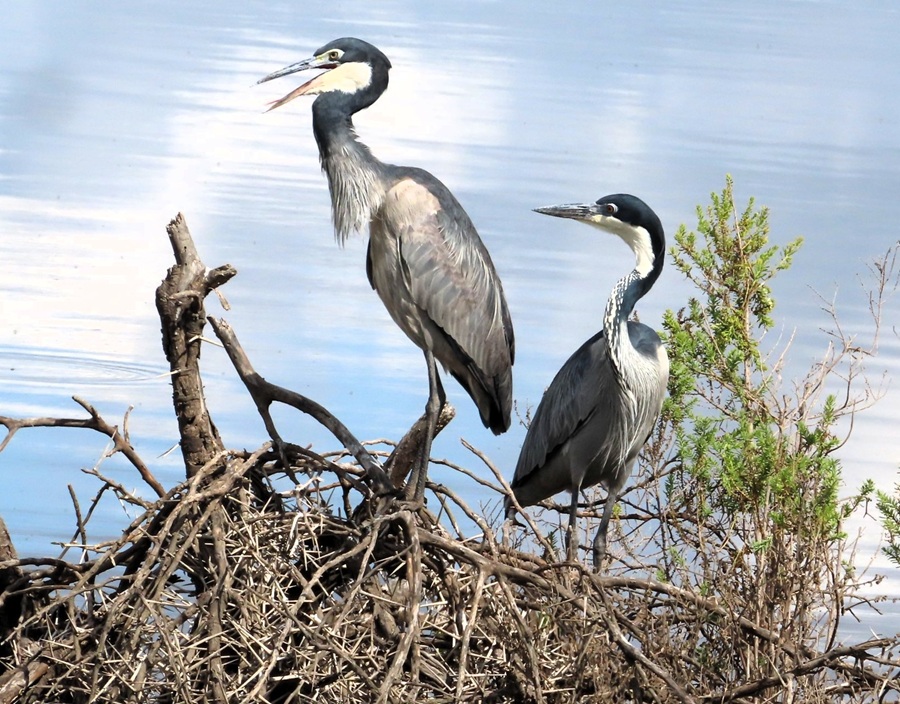 Black-headed Herons. Photo &copy; Gina Nichol 