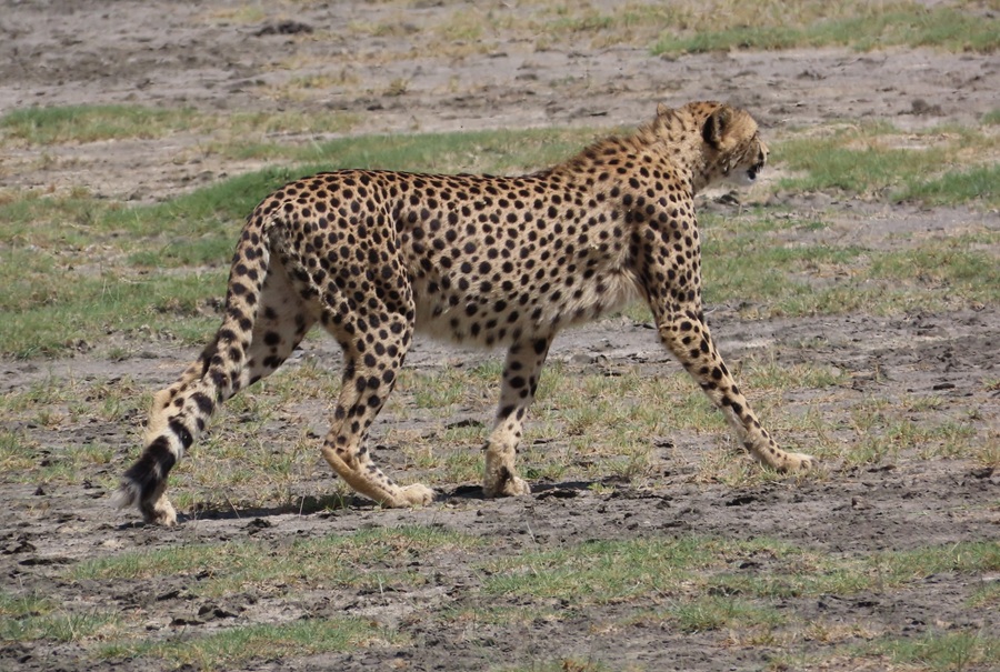 Cheetah on the move. Photo &copy; Gina Nichol 