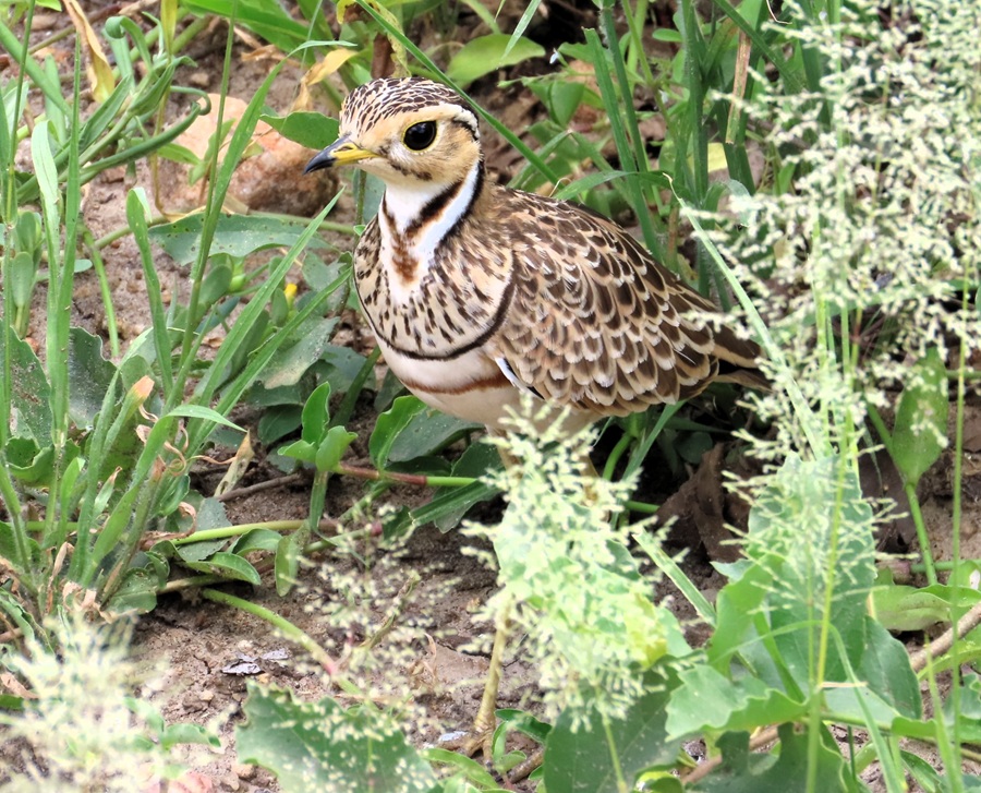 Three-banded Courser. Photo &copy; Gina Nichol 
