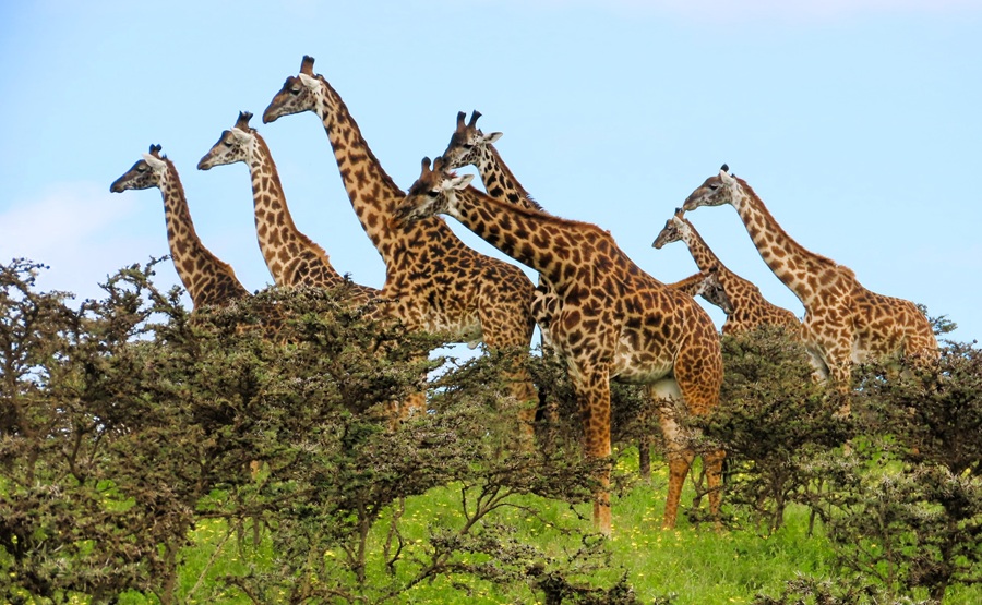 Masai Giraffes. Photo &copy; Gina Nichol 
