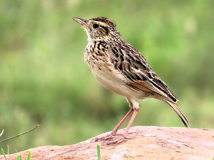African (Grassveld) Pipit &copy; Gina Nichol 