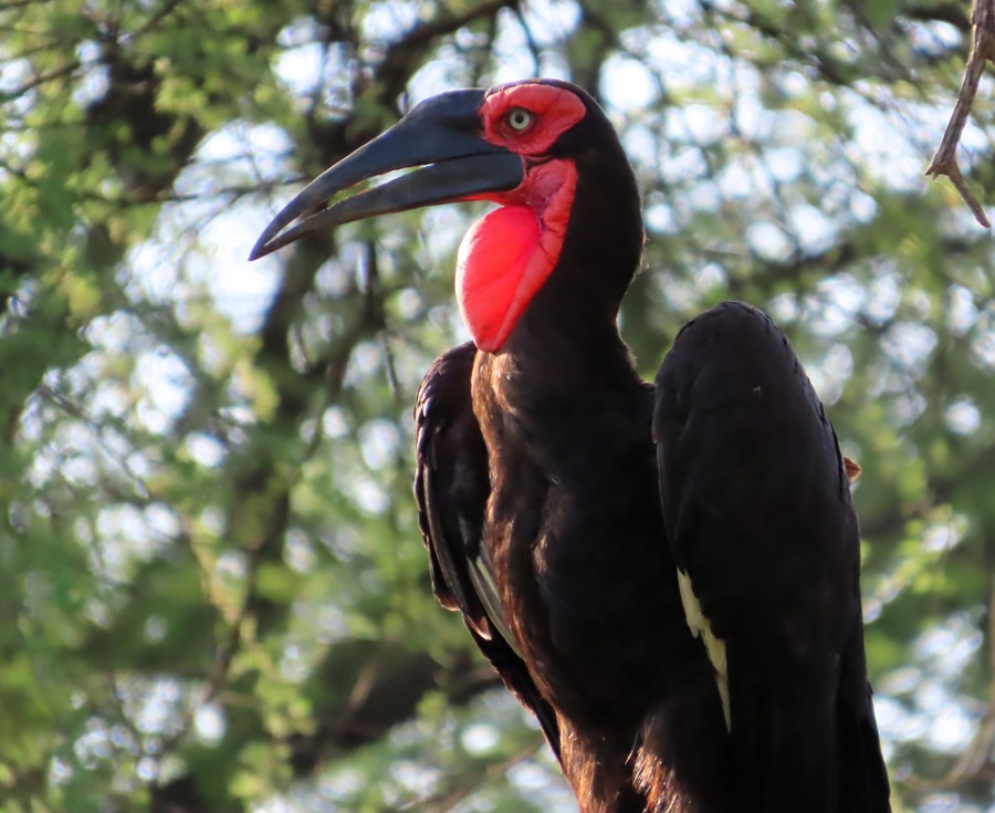 Southern Ground Hornbill in a tree. Photo &copy; Gina Nichol 