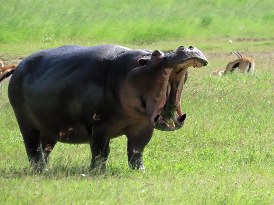 Hippo! &copy; Gina Nichol 
