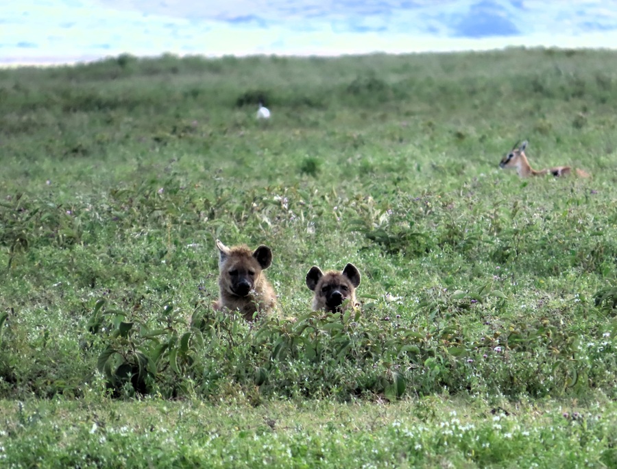 Spotted Hyenas in Ngorongoro Crater &copy; Gina Nichol