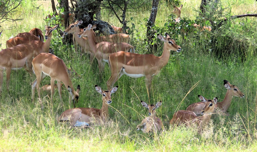 Impala &copy; Gina Nichol