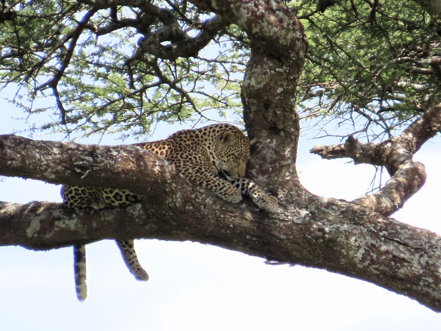 Leopard &copy; Gina Nichol