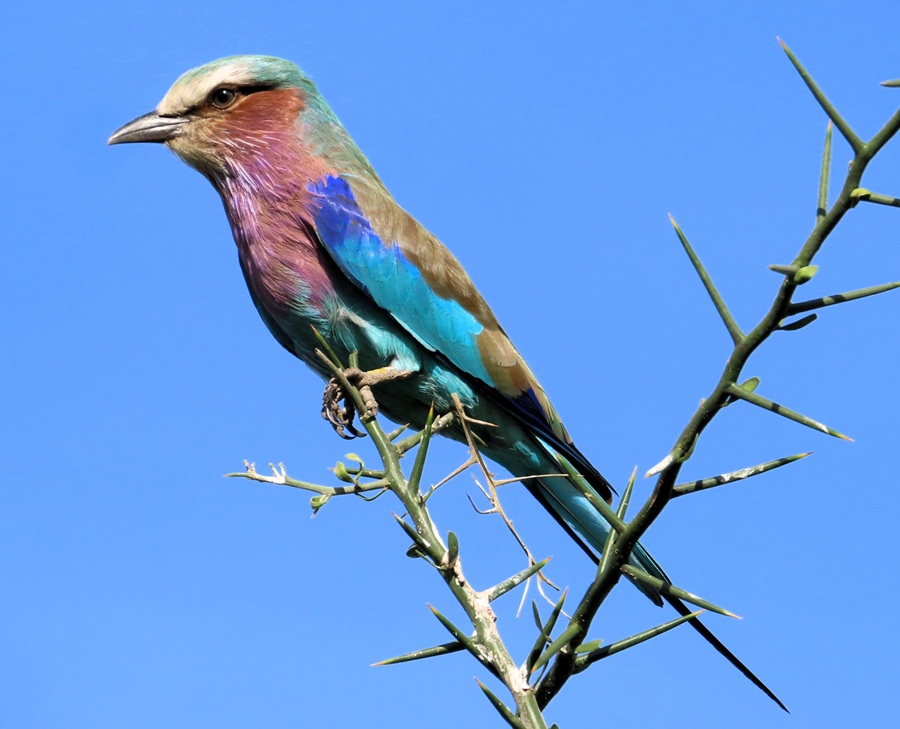 Lilac-breasted Roller . Photo &copy; Gina Nichol 
