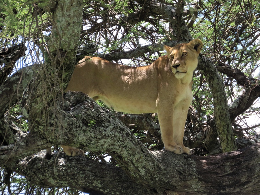 Lion! &copy; Gina Nichol 