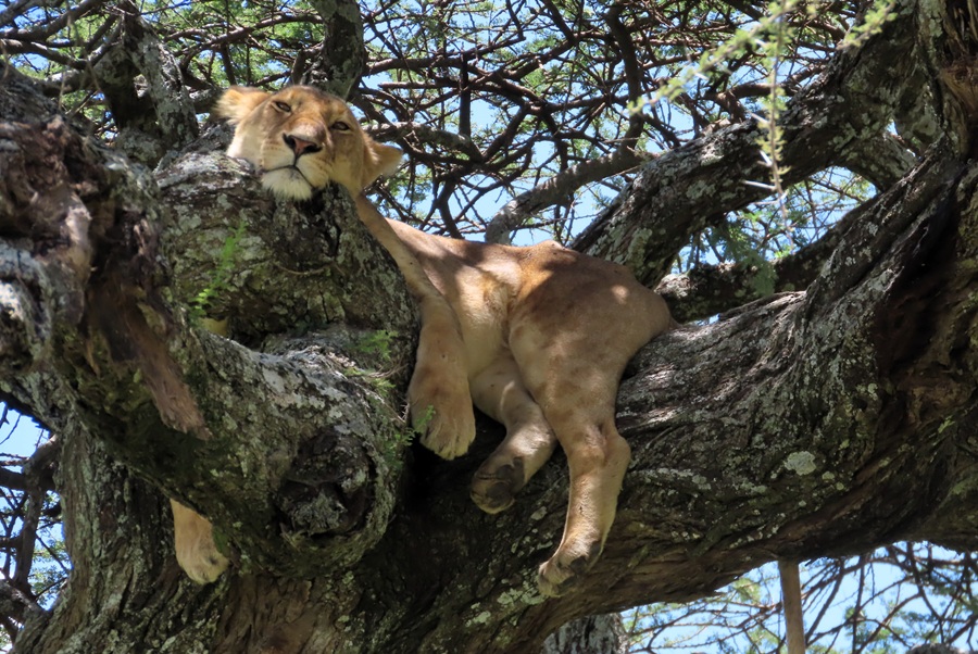 Another Lion acting like a cat &copy; Gina Nichol