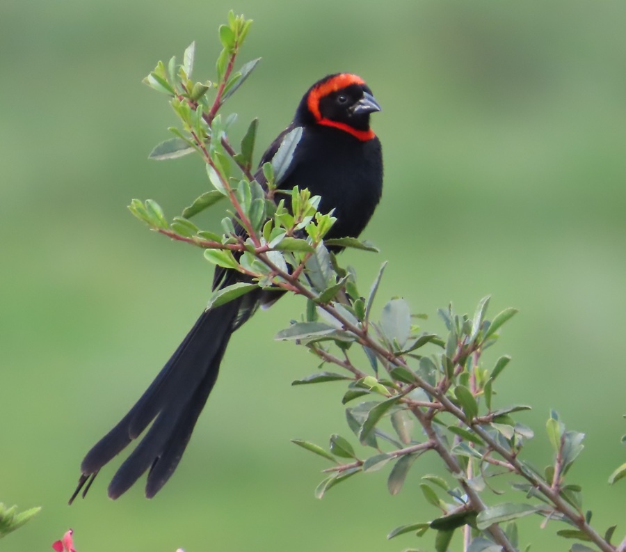 Red-collared Widowbird &copy; Gina Nichol