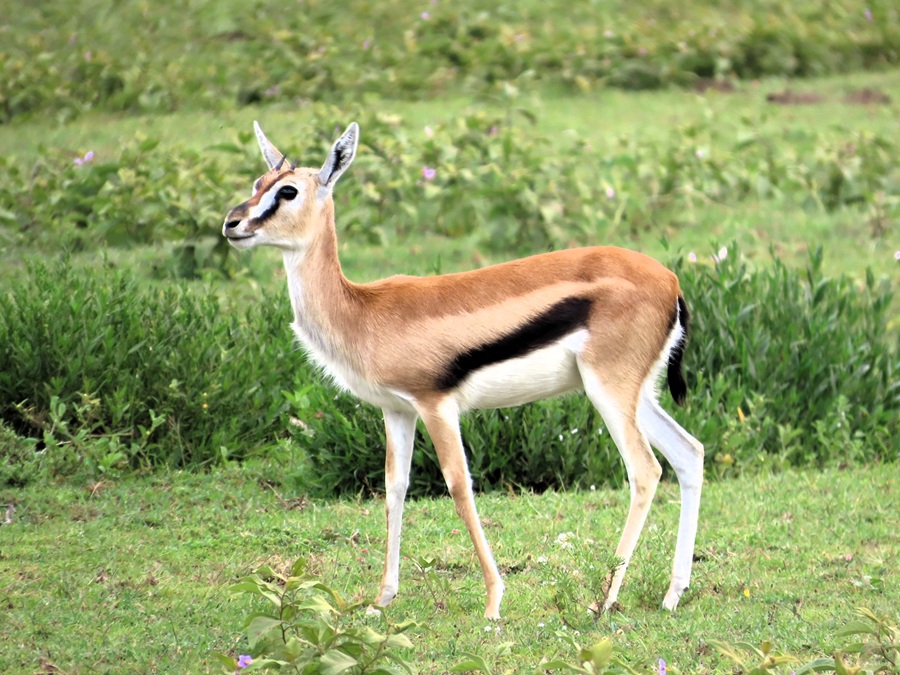 Thomson's Gazelle &copy; Gina Nichol