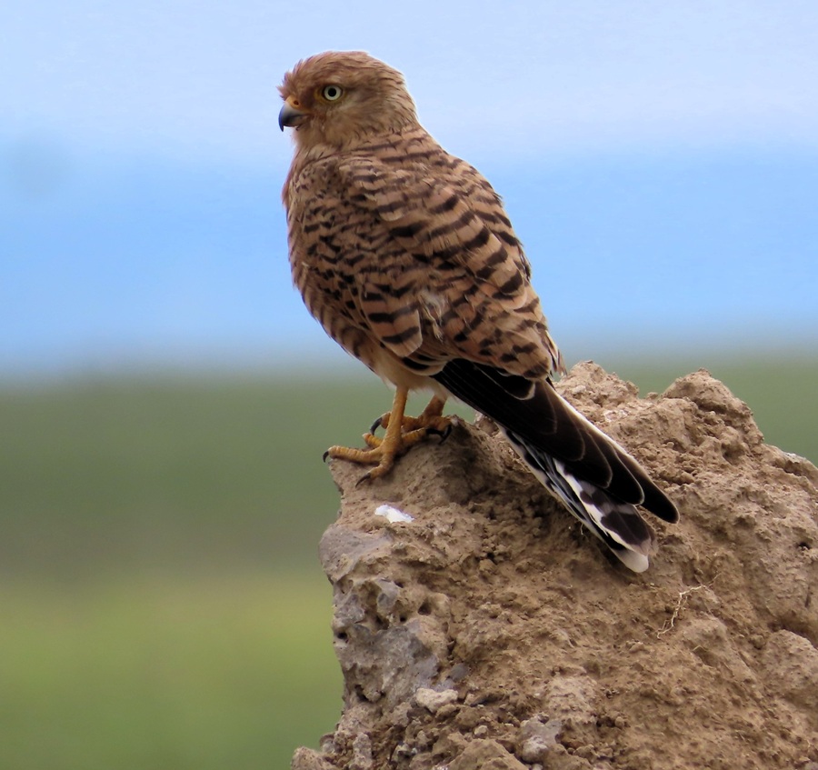 Greater Kestrel &copy; Gina Nichol