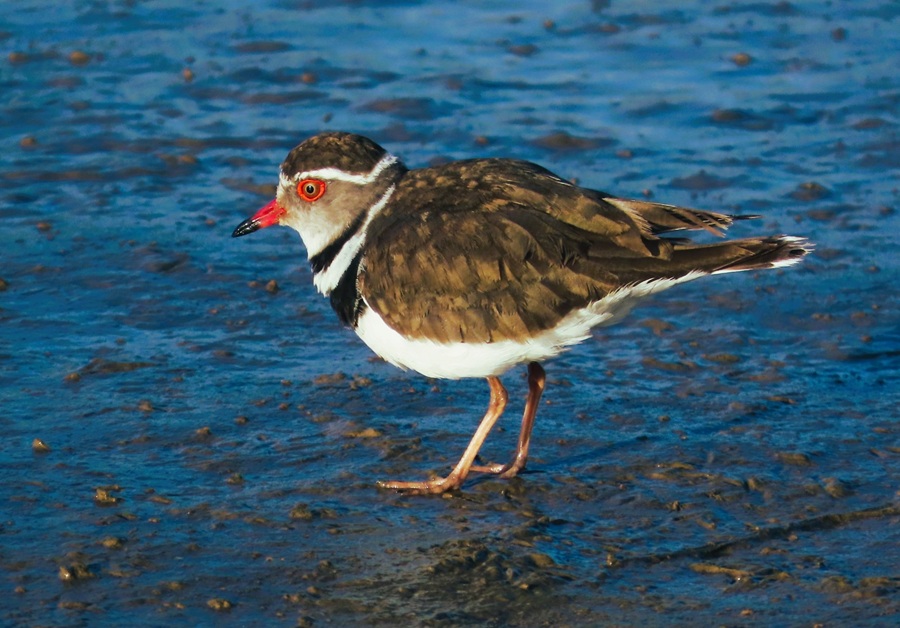 Three-banded Plover&copy; Gina Nichol