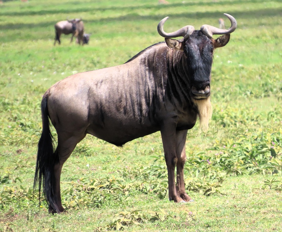 Wildebeest in Ngorongoro Crater &copy; Gina Nichol
