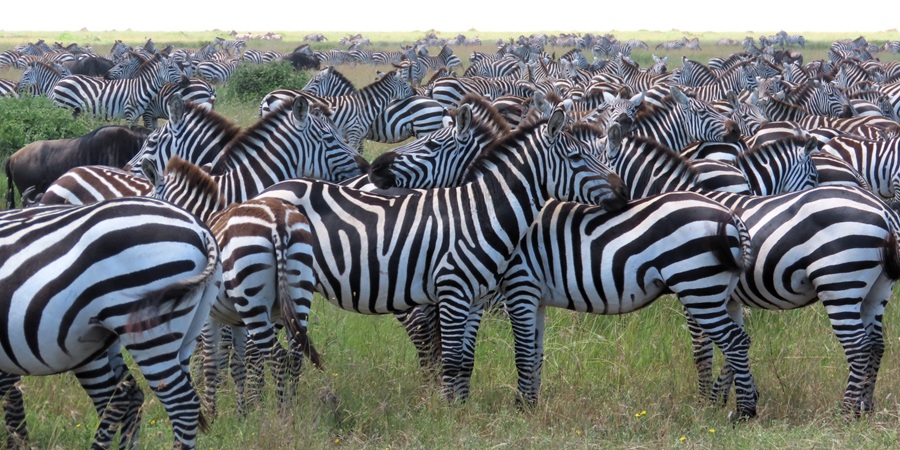 Zebra palooza &copy; Gina Nichol