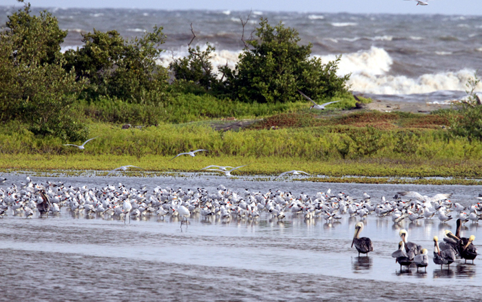 Caspian Terns at Isla Salamanca. Photo by Steve Bird.