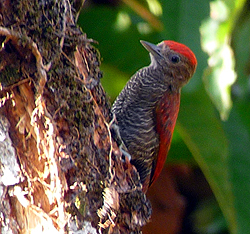 Blood-colored Woodpecker