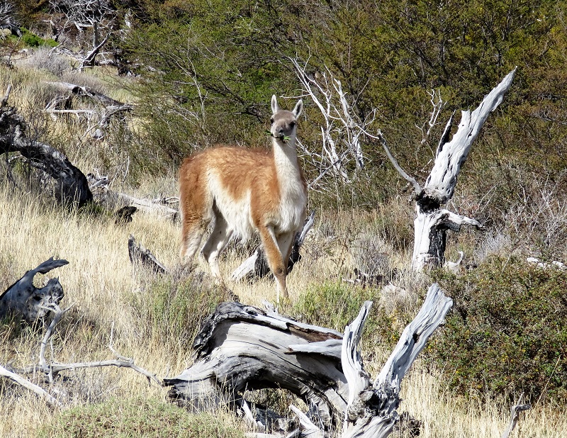Guanaco. Photo by Gina Nichol.