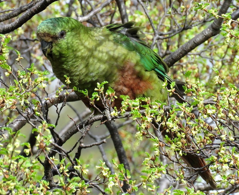 Austral Parakeet. Photo by Gina Nichol.