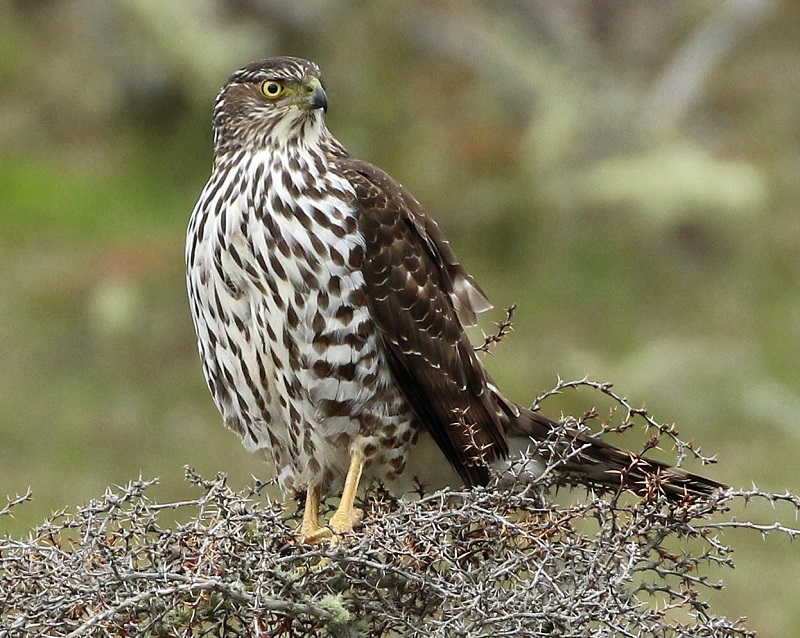 Chilean Hawk. Photo by Steve Bird.