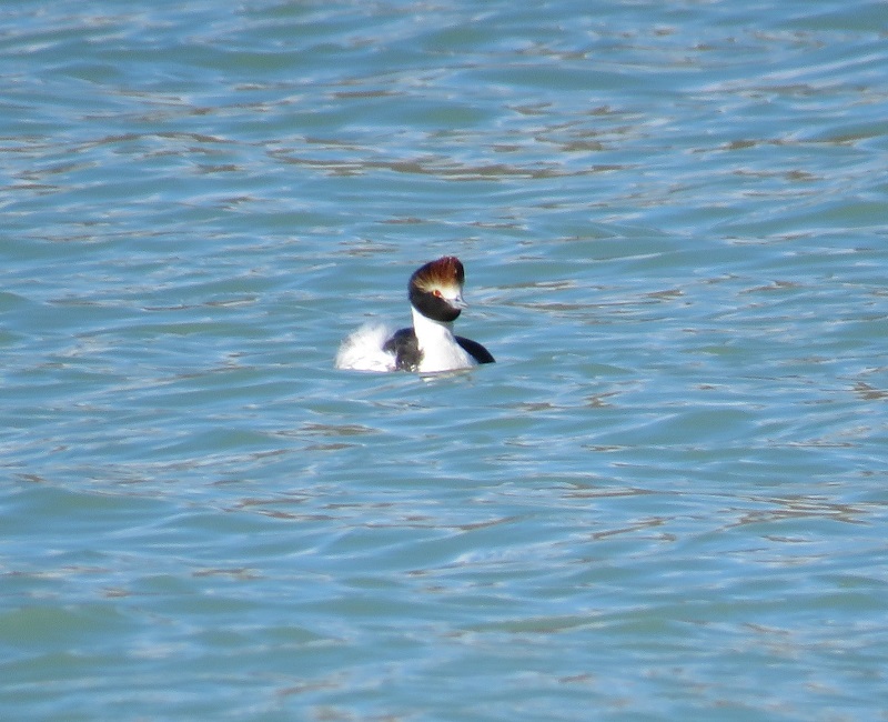 Hooded Grebe. Photo by Gina Nichol.