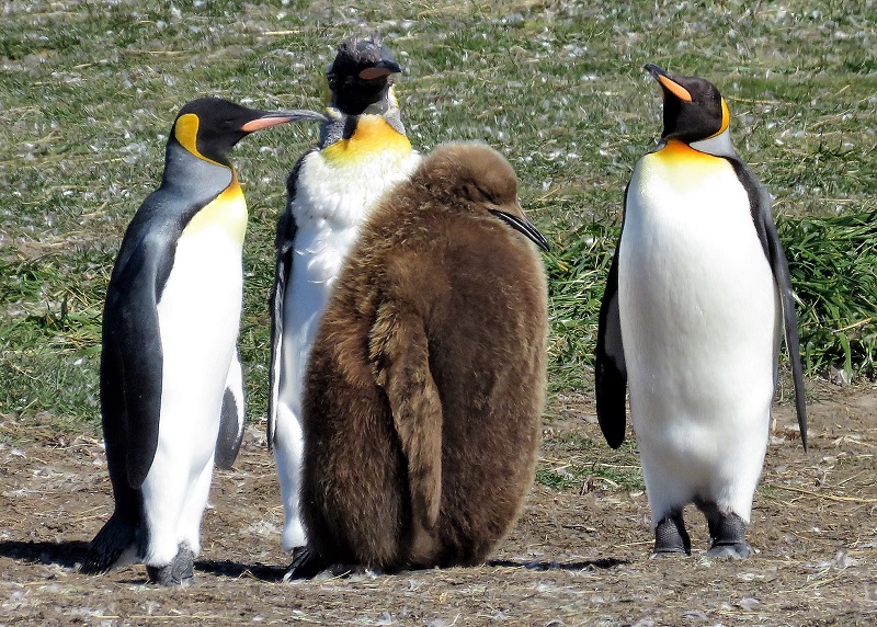 King Penguins. Photo by Gina Nichol.