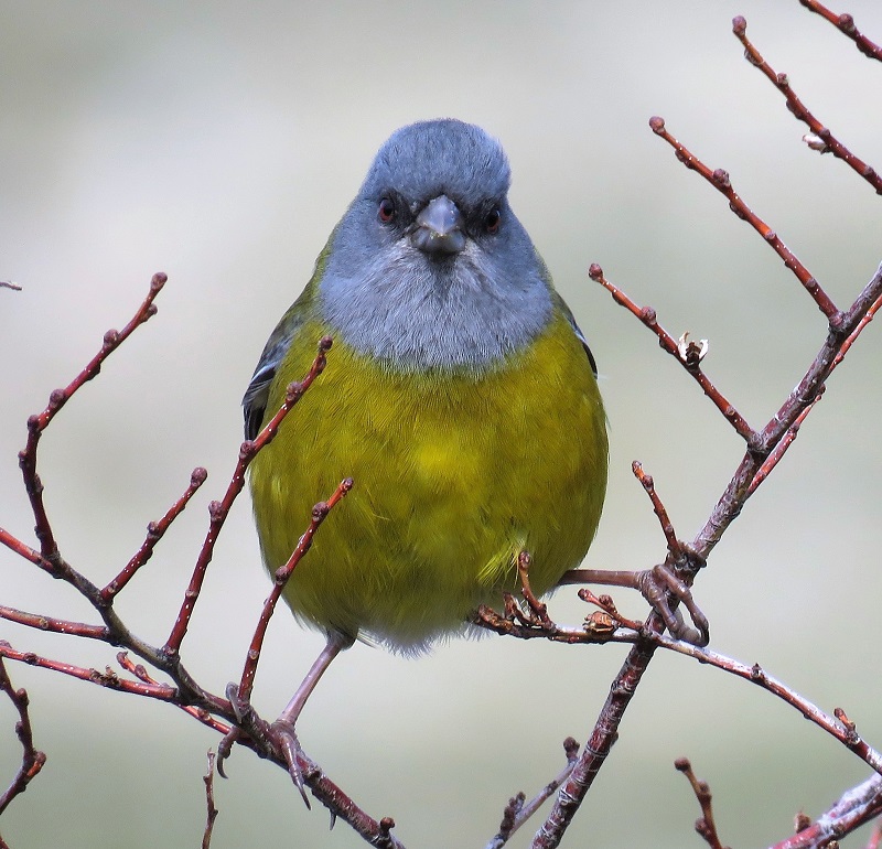 Patagonian Sierra Finch. Photo by Gina Nichol.