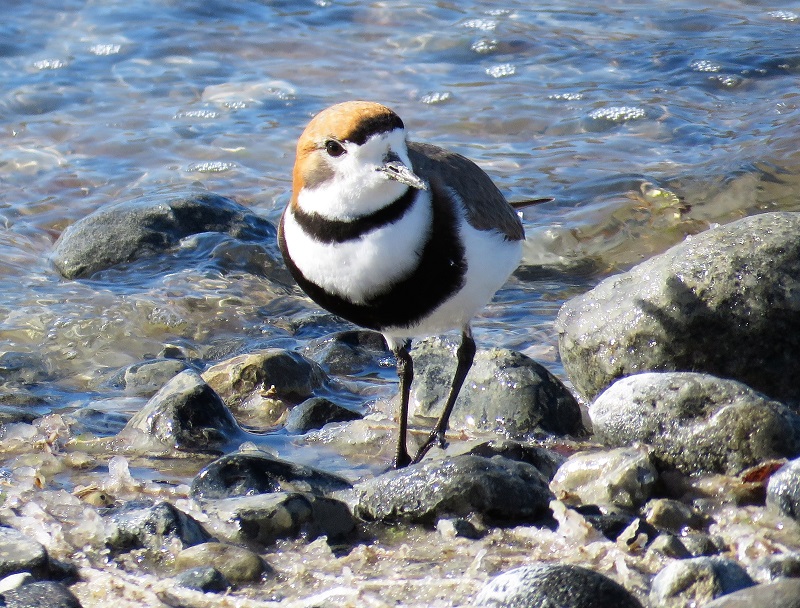 Two-banded Plover. Photo by Gina Nichol.