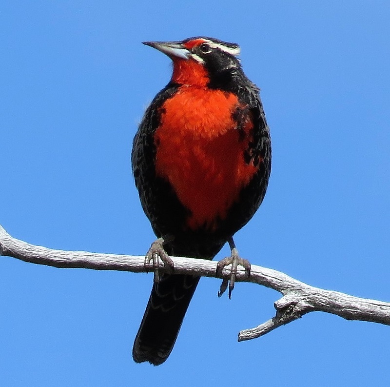 Long-tailed Meadowlark. Photo by Gina Nichol.