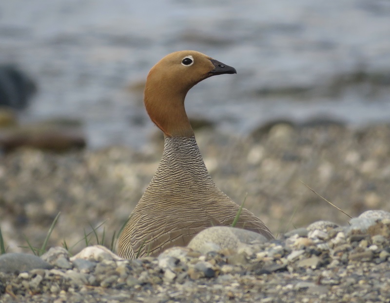 Ruddy-headed Goose. Photo by Gina Nichol.