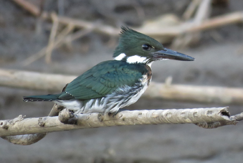 Amazon Kingfisher. Photo © Gina Nichol.