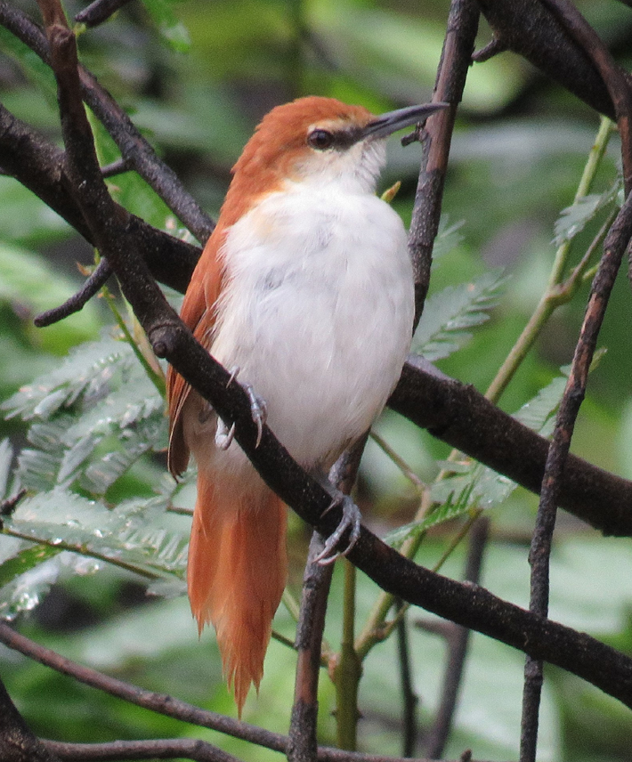 Red-and-white Spinetail. Photo © Gina Nichol.