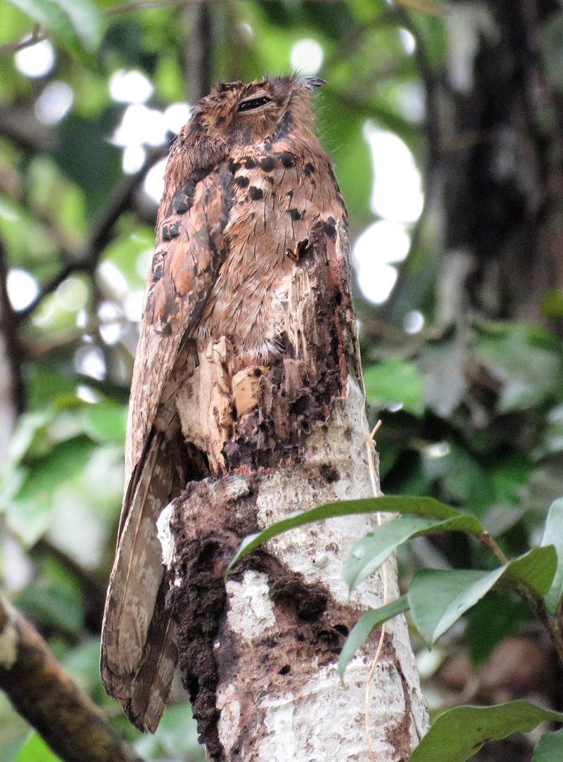 Common Potoo. Photo © Gina Nichol.