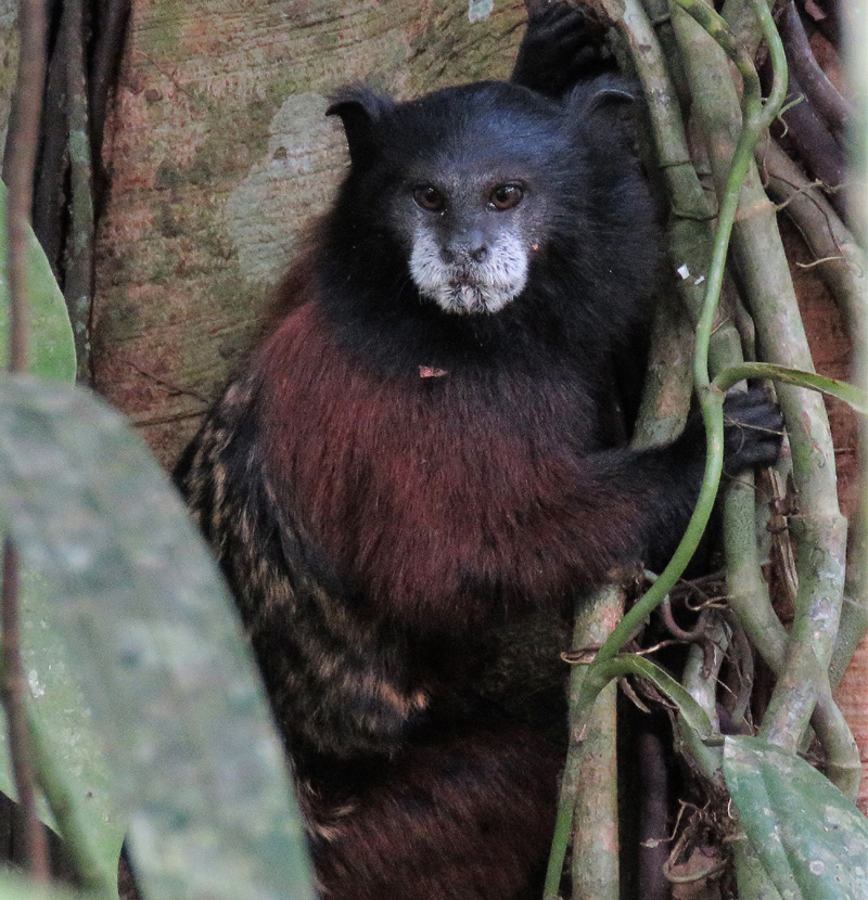 Saddle-backed Tamarin. Photo © Gina Nichol.