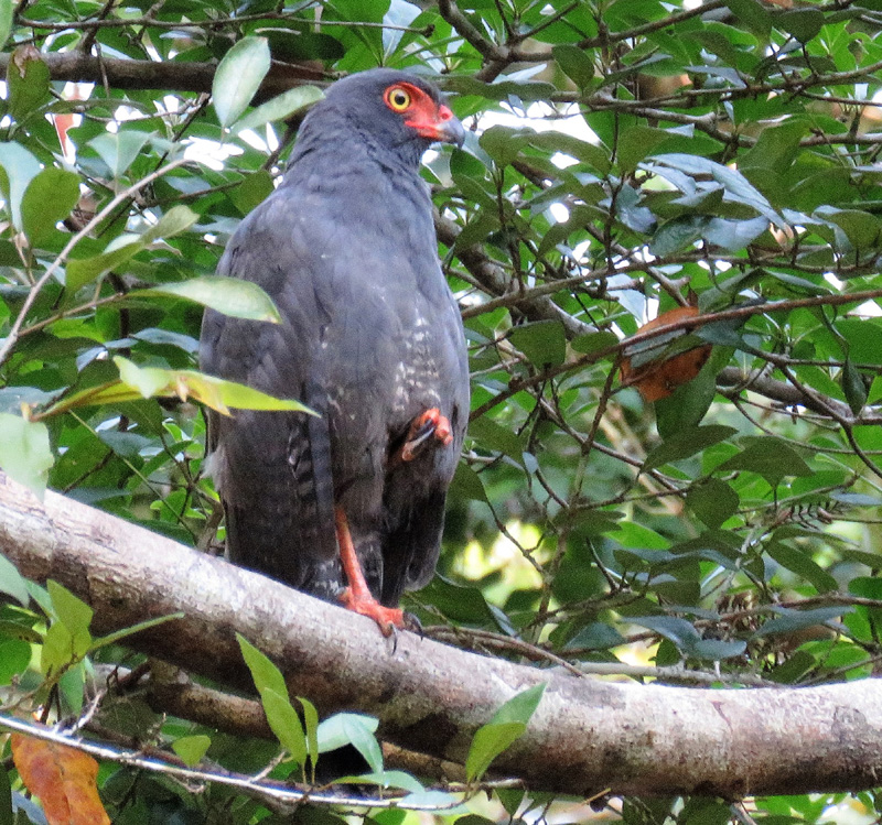 Slate-colored Hawk. Photo © Gina Nichol.