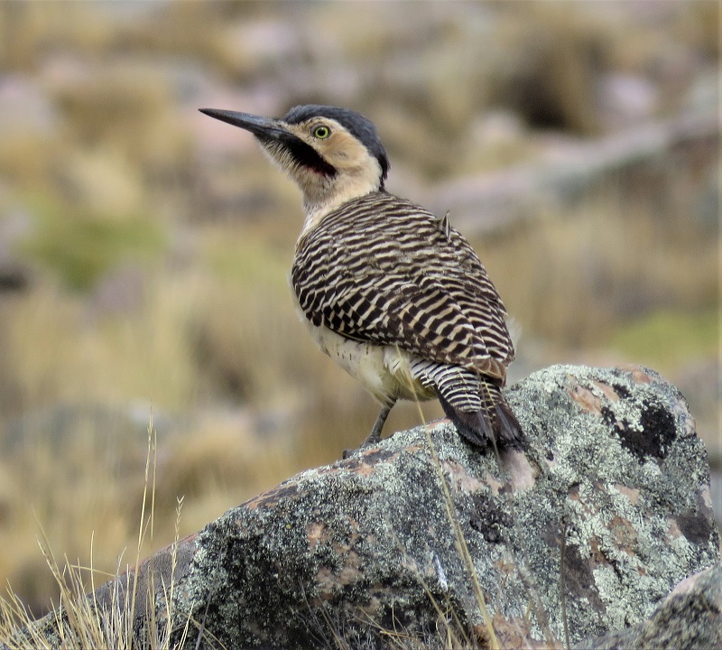 Andean Flicker. Photo © Gina Nichol.