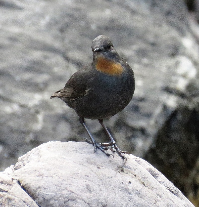 Rufous-throated Dipper. Photo © Gina Nichol.