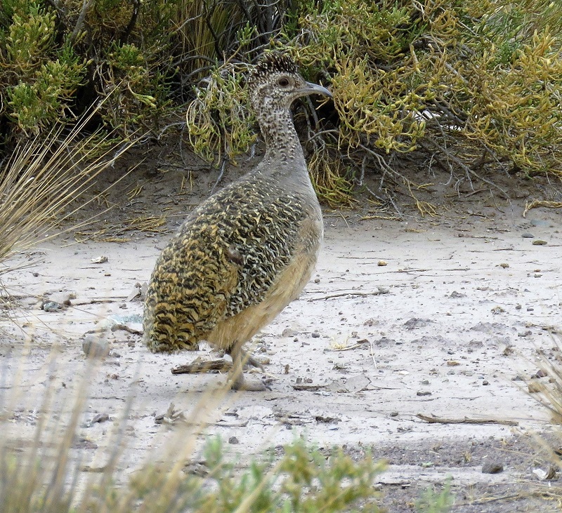 Ornate Tinamou. Photo © Gina Nichol.